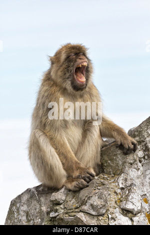 Berberaffe - Reife Frauen auf dem Felsen von Gibraltar Stockfoto