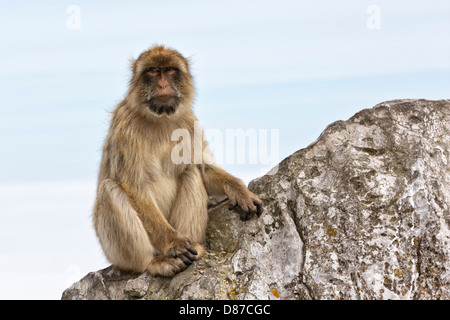 Berberaffe - Reife Frauen auf dem Felsen von Gibraltar Stockfoto