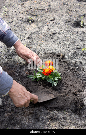 Alte Frau eine Blume in ihrem Garten Pflanzen Stockfoto