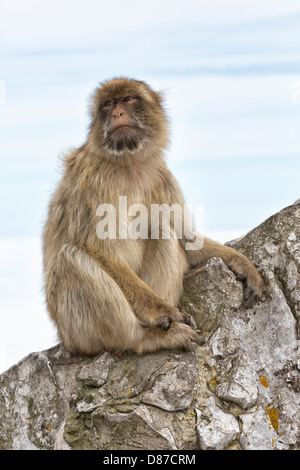 Berberaffe - Reife Frauen auf dem Felsen von Gibraltar Stockfoto