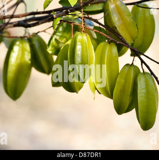 Karambolen oder Sternfrüchte On A tree Stockfoto