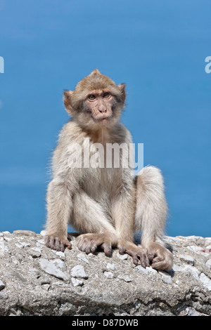 Sehr junger Berberaffe Stockfoto