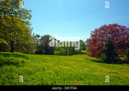 Ein Löwenzahn Wiese am Tyntesfield House, Wraxall, North Somerset, England, UK Stockfoto