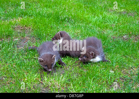 3 Baummarder Kits spielen auf Rasen Stockfoto