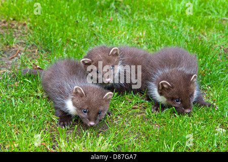 3 Baummarder Kits spielen auf Rasen Stockfoto