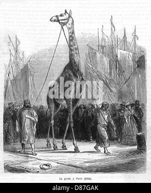 Zarafa die Giraffe - 1826 Stockfoto