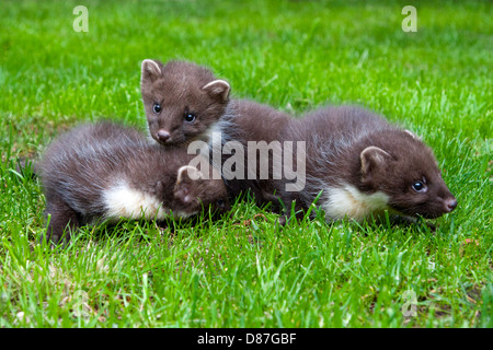 3 Baummarder Kits spielen auf Rasen Stockfoto