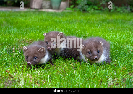 3 Baummarder Kits spielen auf Rasen Stockfoto