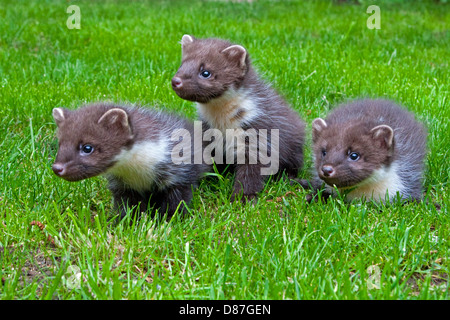 3 Baummarder Kits spielen auf Rasen Stockfoto