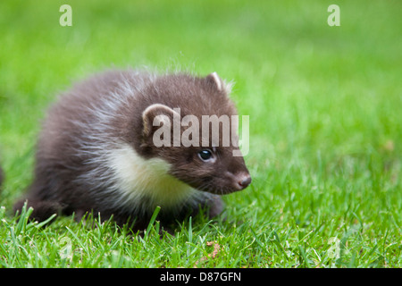 Baummarder Kit, Martes Martes, spielen auf dem Rasen Stockfoto