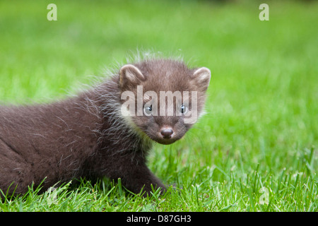 Baummarder Kit, Martes Martes, spielen auf dem Rasen Stockfoto