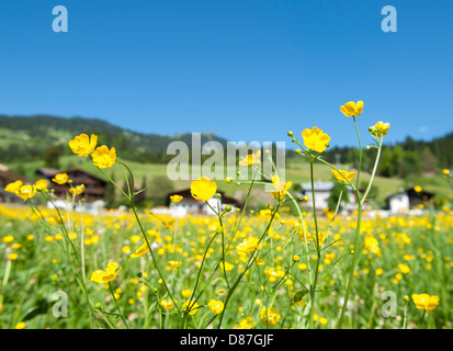 Butterblumen in voller Blüte auf einem Dorfplatz in Hopfgarten, Tirol, umgeben von Bergen und Alphütten, Österreich Stockfoto