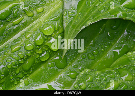 Wassertropfen auf den Blättern der grünen Hosta im Regen Stockfoto