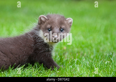 Baummarder Kit, Martes Martes, spielen auf dem Rasen Stockfoto