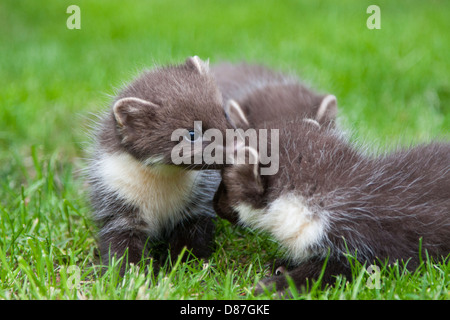 3 Baummarder Kits spielen auf Rasen Stockfoto