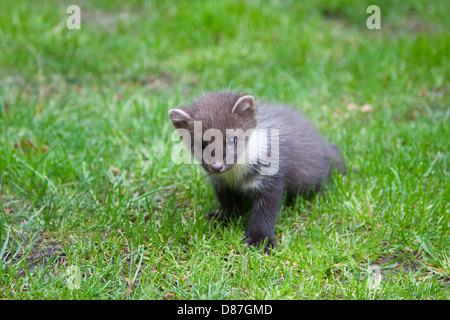 Baummarder Kit, Martes Martes, spielen auf dem Rasen Stockfoto