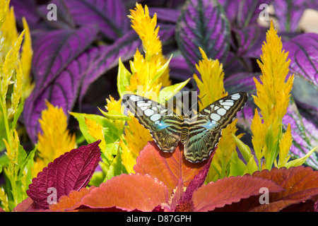 Schmetterling aus Marokko auf der Krohn Conservatory Schmetterlinge von Marokko in Cincinnati Ohio Stockfoto