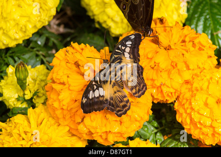 Schmetterling aus Marokko auf der Krohn Conservatory Schmetterlinge von Marokko in Cincinnati Ohio Stockfoto