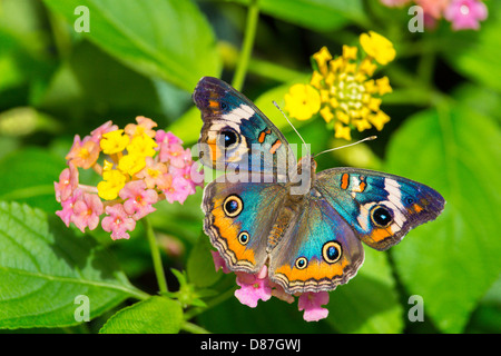 Schmetterling aus Marokko auf der Krohn Conservatory Schmetterlinge von Marokko in Cincinnati Ohio Stockfoto