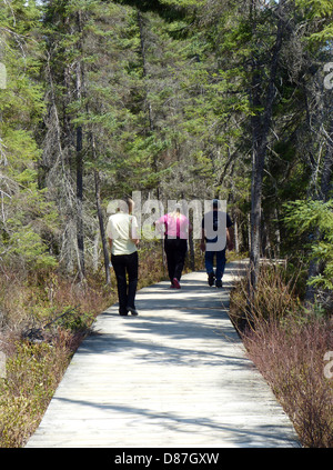 Fichte Bog Boardwalk im Algonquin Provincial Park Ontario Kanada Stockfoto