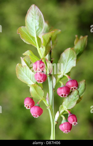 Blühende Heidelbeere Vaccinium myrtillus Stockfoto