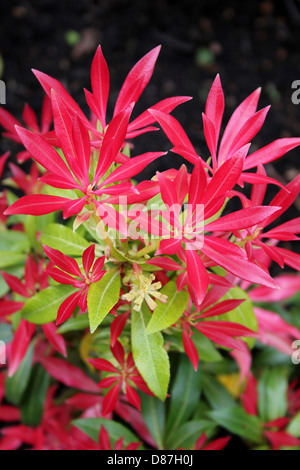 Pieris 'Forest Flame' immergrüne Großstrauch, das junge Laub leuchtend rot, immer rosa und Creme, schließlich grün. Stockfoto