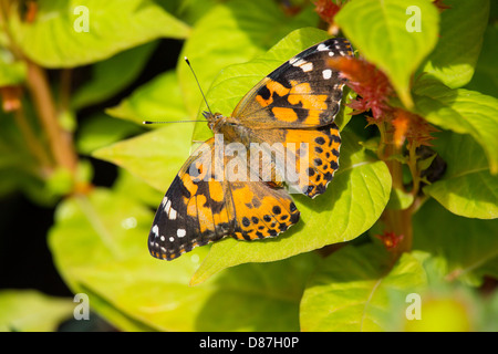 Schmetterling aus Marokko auf der Krohn Conservatory Schmetterlinge von Marokko in Cincinnati Ohio Stockfoto