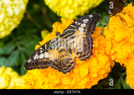 Schmetterling aus Marokko auf der Krohn Conservatory Schmetterlinge von Marokko in Cincinnati Ohio Stockfoto