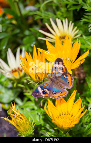 Schmetterling aus Marokko auf der Krohn Conservatory Schmetterlinge von Marokko in Cincinnati Ohio Stockfoto