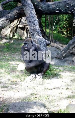 Gorilla sitzen in der Sonne an einem Oktobertag im Bronx Zoo "Kongo Gorilla Forest" ein Glas eingeschlossen Lebensraum Umwelt Stockfoto