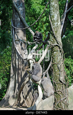 Gorillas, die sitzen in der Sonne an einem Oktobertag im Bronx Zoo "Kongo Gorilla Forest" ein Glas eingeschlossen Lebensraum Umwelt Stockfoto