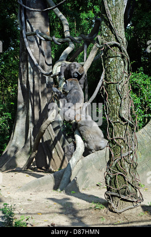 Gorillas, die sitzen in der Sonne an einem Oktobertag im Bronx Zoo "Kongo Gorilla Forest" ein Glas eingeschlossen Lebensraum Umwelt Stockfoto