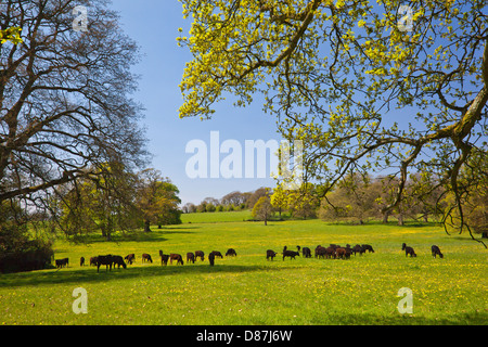 Junge Rinder weiden in He Begründung der Tyntesfield House, Wraxall, North Somerset, England, UK Stockfoto