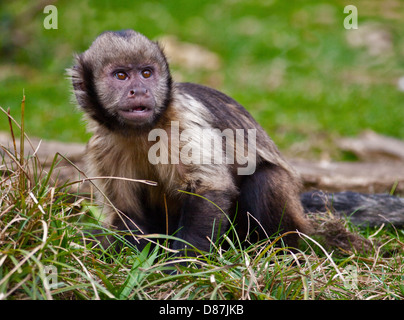 Juvenile Buffy leitete Kapuziner (Sapajus Xanthosternos) Stockfoto