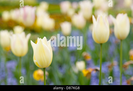 Cremefarbene Tulpen mit unscharfen Hintergrund Stockfoto