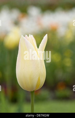 Einzelne Creme Tulpe mit unscharfen Hintergrund Stockfoto