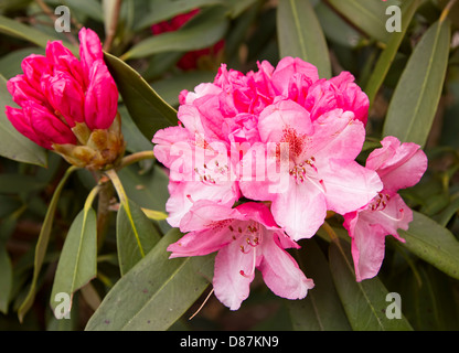 Schließen Sie herauf Bild der Blüte rosa rhododendron Stockfoto