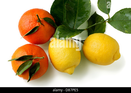Orangen und Zitronen mit Blättern auf weißem Hintergrund Stockfoto