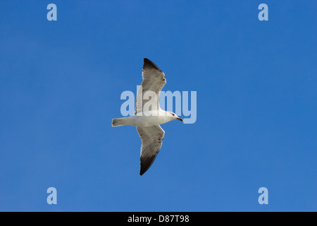 Einzelne Seagul in den blauen Himmel nehmen nach oben aus dem Winkel. Stockfoto