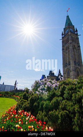 Der Peace Tower auf dem Parlamentshügel in Ottawa, Ontario, während die kanadische Tulpenfestival. Stockfoto