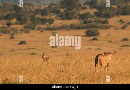 Löwin (Panthera Leo) Jagd ein Thomson-Gazelle im Morgenlicht, Massai Mara, Kenia Stockfoto