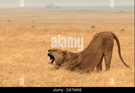 Löwin (Panthera Leo) Gähnen und dehnen Out, Ngorongoro Krater, Tansania Stockfoto