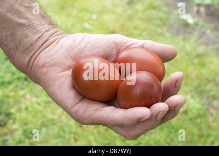 Braune Hühnereier in alten Mand hand Stockfoto