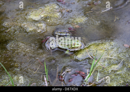 Grüner Frosch in der Natur im Waldteich Stockfoto