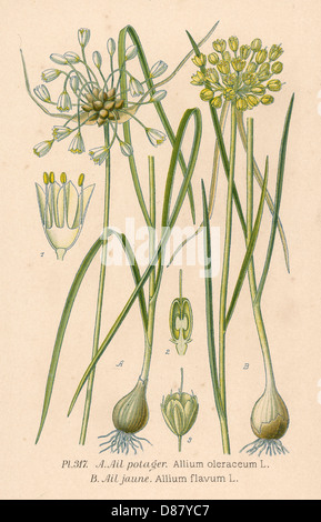 Werke - Allium Sp. Stockfoto