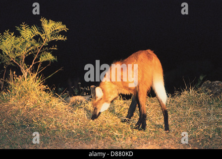 Der Mähnenwolf (Chrysocyon Brachyurus) ist die größte Canid von Südamerika, ähnlich einem großen Fuchs mit rötlichen Fell. Stockfoto