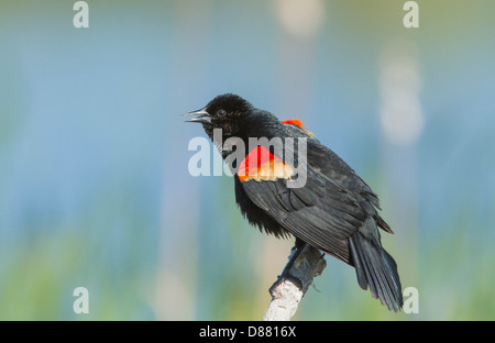 Red winged Blackbird (Agelaius Phoeniceus) singen im Frühling Stockfoto