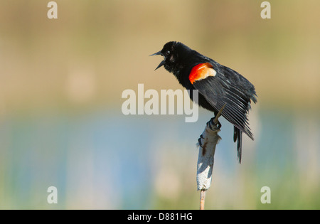 Red winged Blackbird (Agelaius Phoeniceus) singen im Frühling Stockfoto