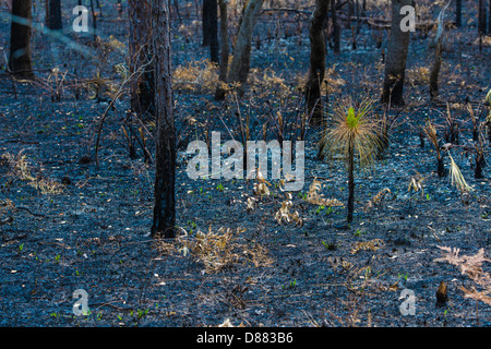 Leben nach dem Tod, ein Kiefer-Sämling spritzenden aus der Asche nach einem Feuer gefegt durch diesen Wald. Stockfoto