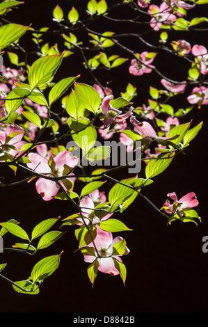 Pinke Hundeholzblüten und grüne Blätter leuchten im Sonnenlicht vor einem dunklen, schattigen Hintergrund in Atlanta, Georgia. (USA) Stockfoto